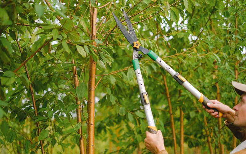 Tree trimming in Lawrence Township, NJ